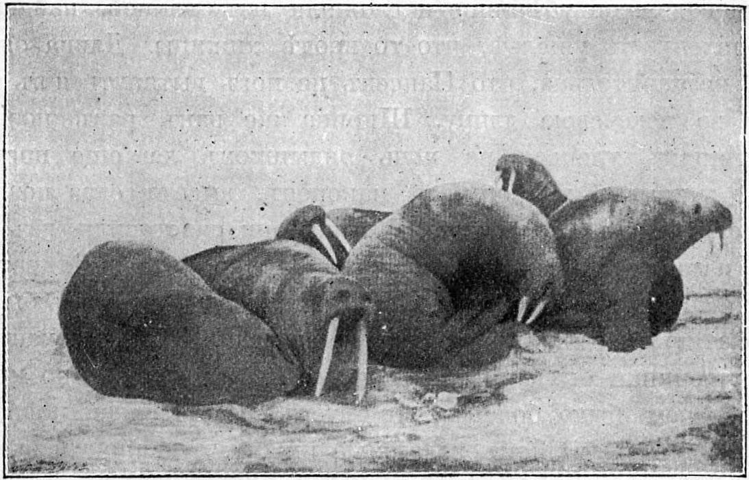 Моржи. Фотография снятая 28 мая 1896 г.