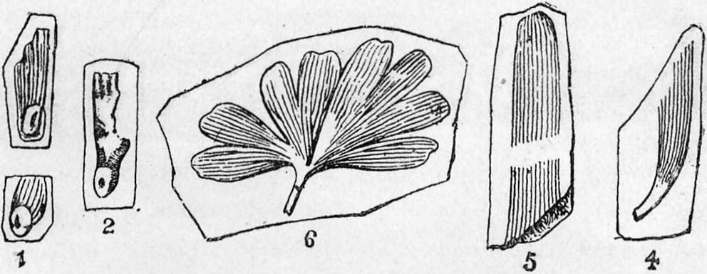 Окаменелые растения, найденные на мысе Флора. 1—3 семена различных видов pinus; 4—5 остатки листьев Feildenia; 6 листок ginkao polaris