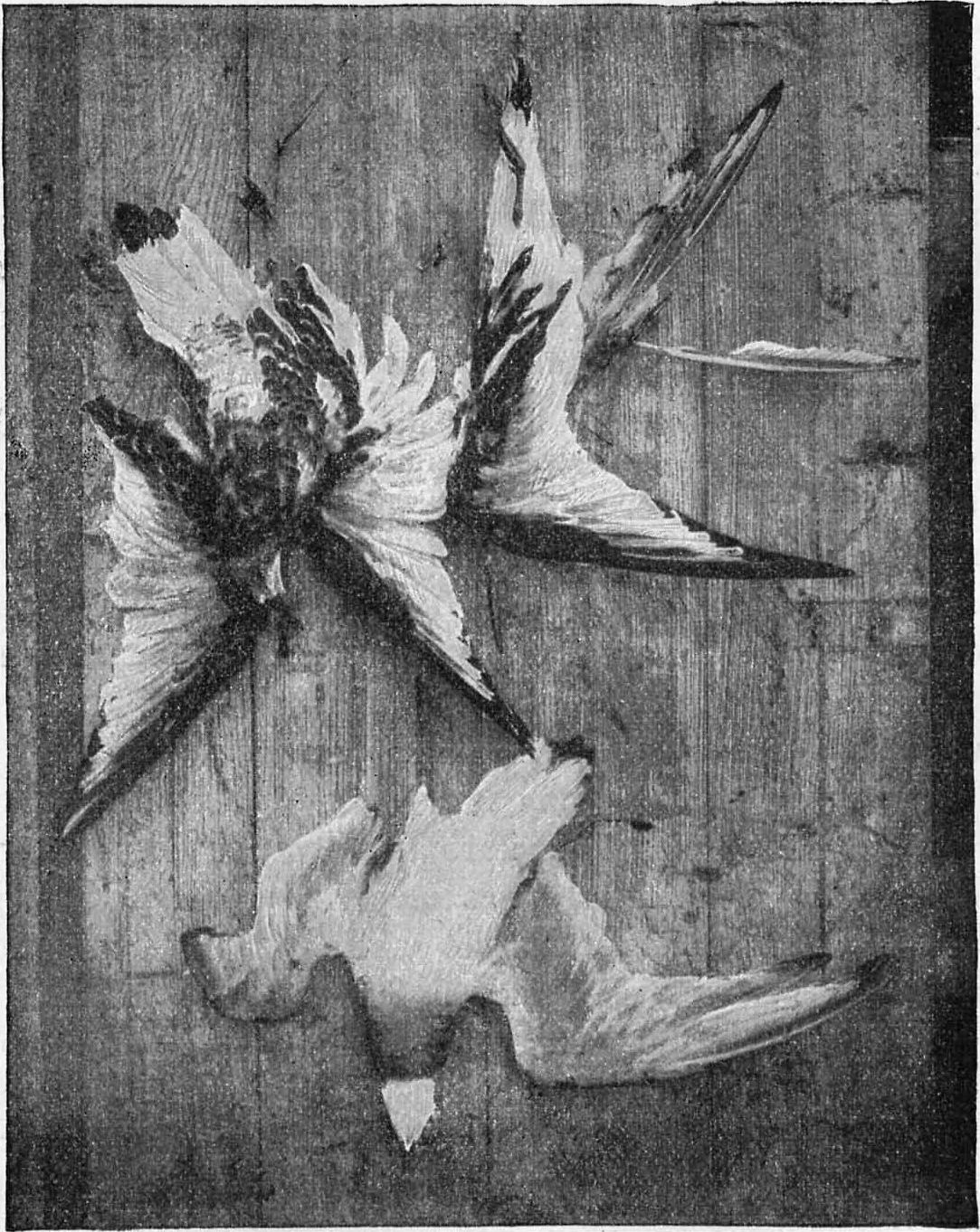 Розовые чайки. (Rhodosthetia rosea). Фотография, август 1894 г.