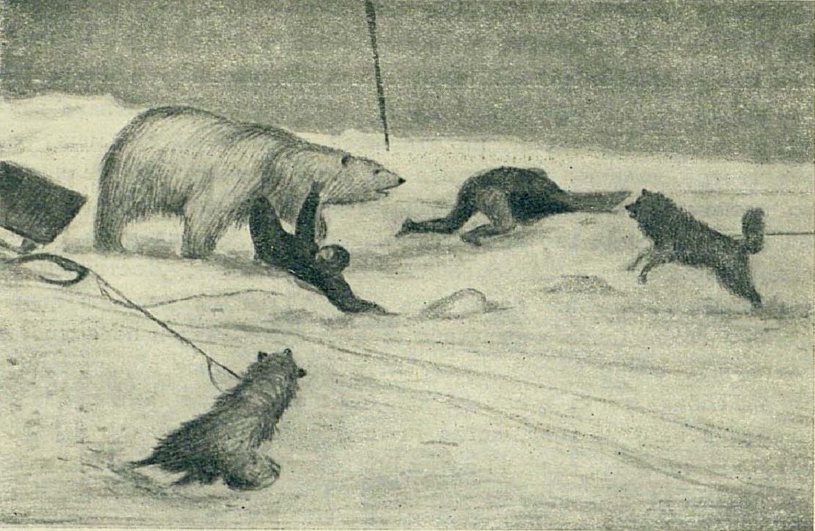 Нападение медведя на Иогансена