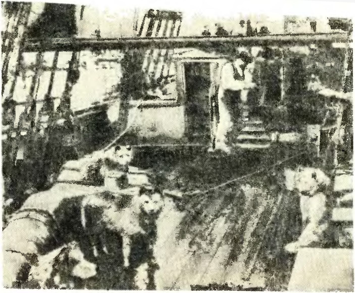 Собаки на борту «Фрама» во время второй экспедиции