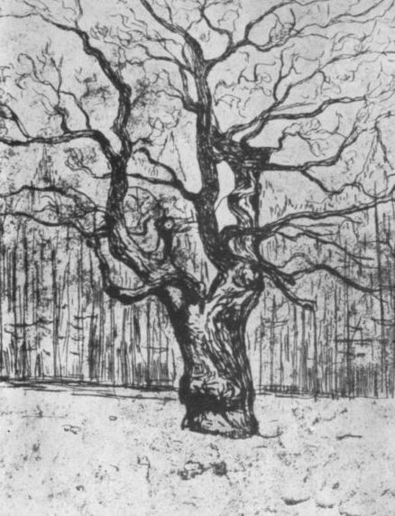 Дерево. 1903