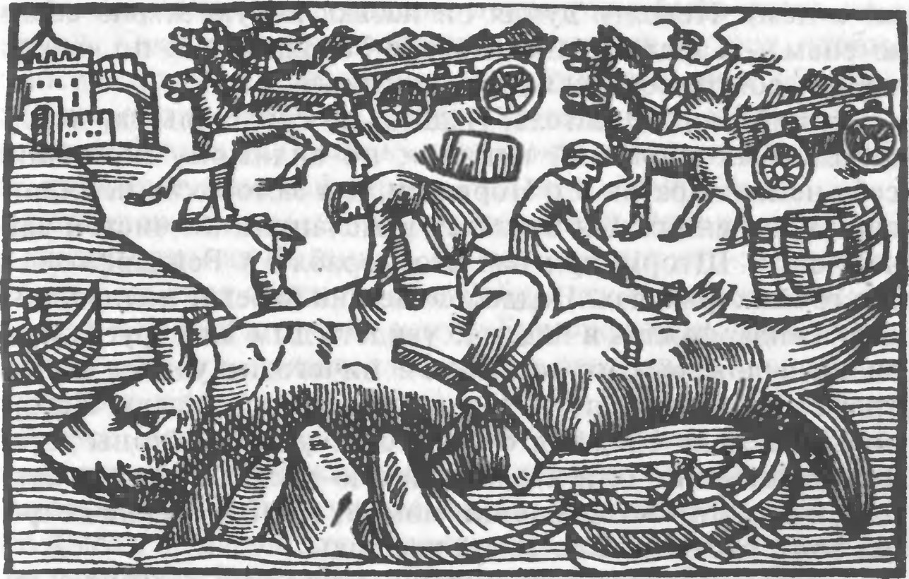 Рис. 39. Разделка китовой туши, Фарерские острова (Олаус Магнус)