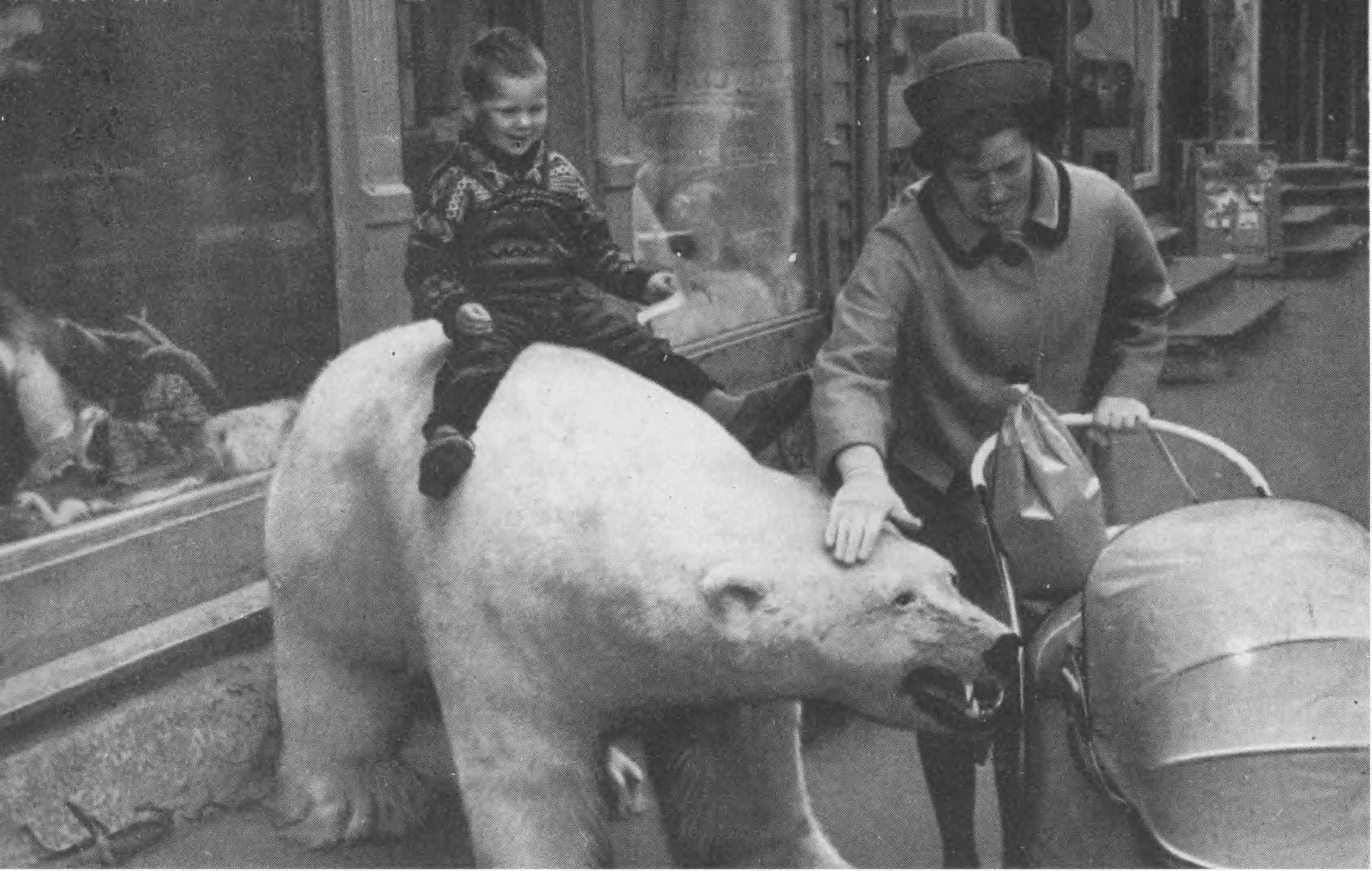 В Хаммерфесте белые медведи совершенно безопасны для людей. Это лишь чучела у магазинов, торгующих сувенирами